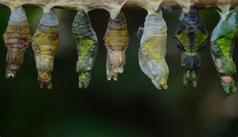 さなぎになる昆虫: 自然の神秘と人間の創造力