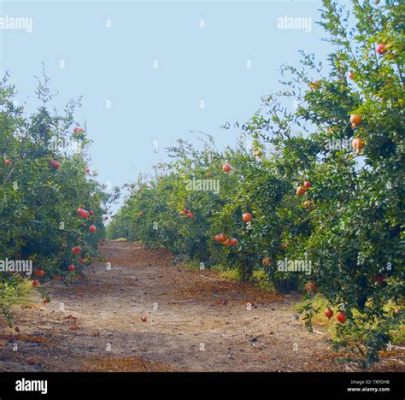  The Pomegranate Orchard: A Journey Through Loss and Resilience in Modern Iran