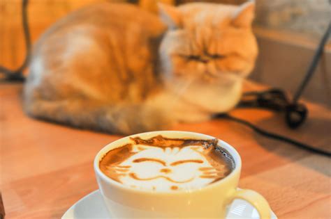 経営ビジョンとは、未来のカフェでコーヒーを飲む猫の夢